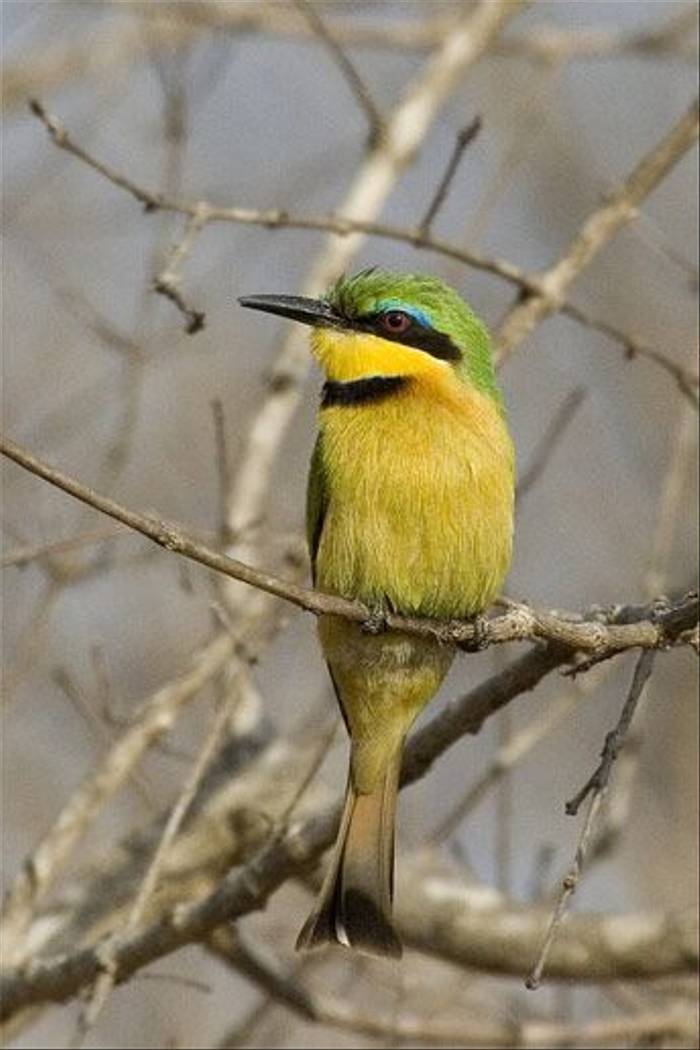 Little Bee-eater (Leon Marais)