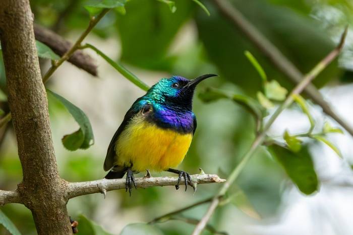 Variable Sunbird © Carole and David Clarke, February 2026 tour