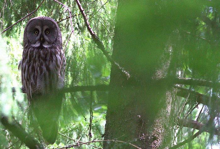 Great Grey Owl with supervision of the nest © Jan Kelchtermans.jpg