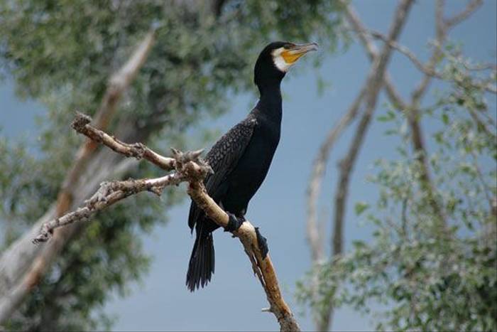 Greater Cormorant (David Morris)