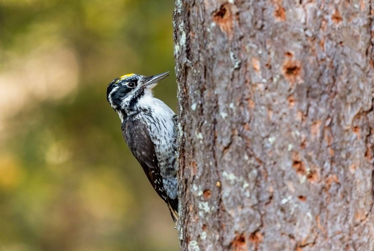 Three-toed Woodpecker