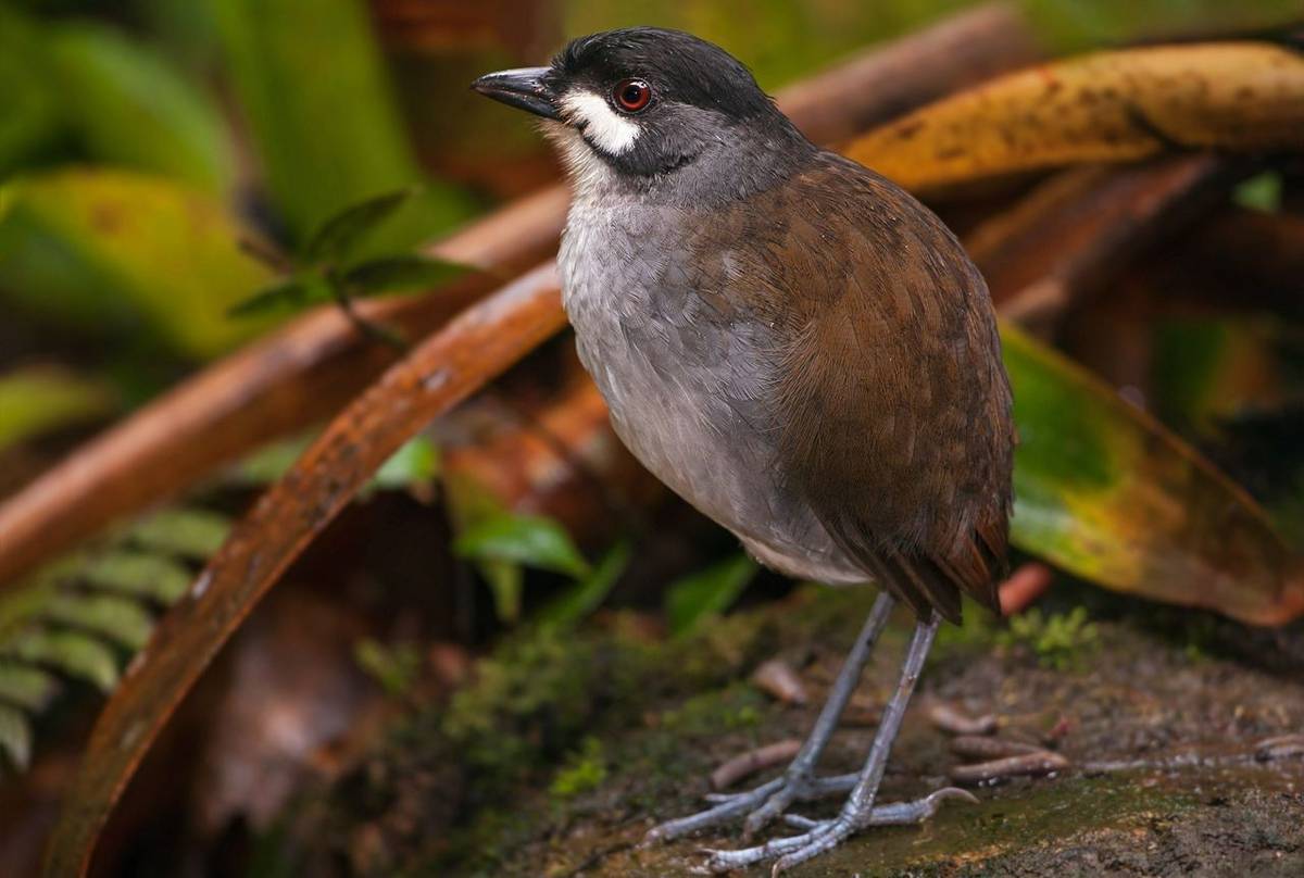 Jocotoco-Antpitta-shutterstock_279403976.jpg