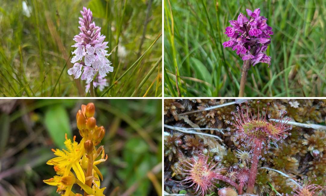 Wild orchids in bloom