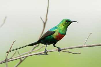 Beautiful Sunbird, Gambia Shutterstock 215217211