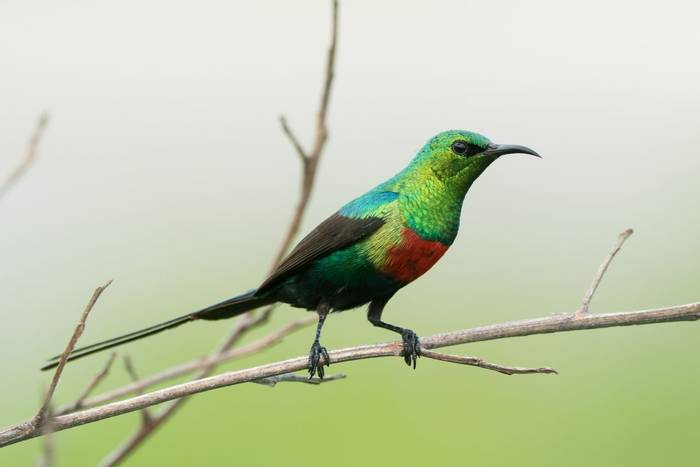 Beautiful Sunbird, Gambia Shutterstock 215217211