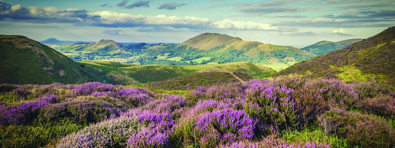 Upland Heathland Landscape at Summer Bloom