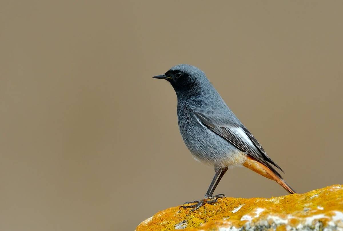 Black Redstart shutterstock_176262731.jpg