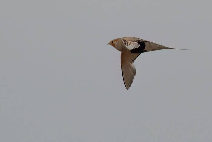 Pallas's Sandgrouse © Chris Griffin, May 2025
