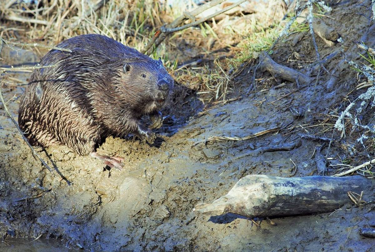 Beaver (Jan Kelchtermans)