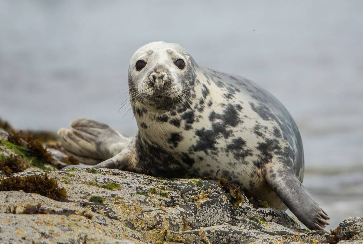 Grey Seal shutterstock_1396214933.jpg