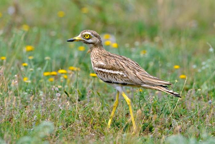 Stone Curlew, UK shutterstock_204132046.jpg