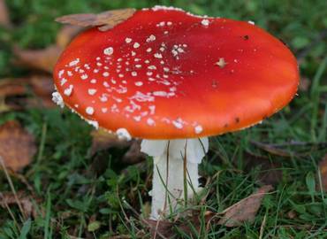 Fungi for Beginners on the Norfolk/Suffolk Border (Day Trip)