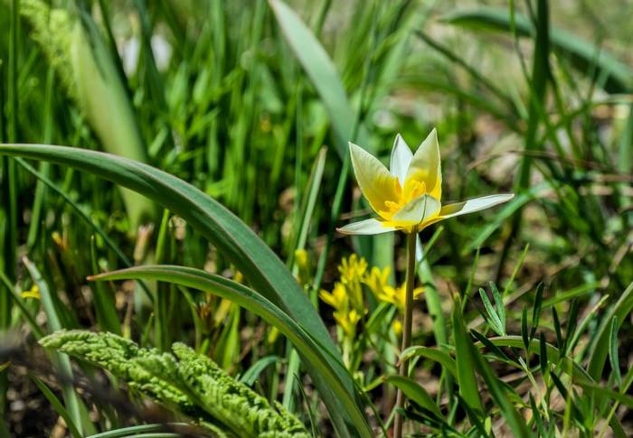 Tulipa turkestanica © Russell Scott