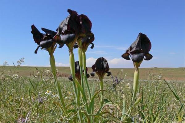 Black Iris (Tim Melling)