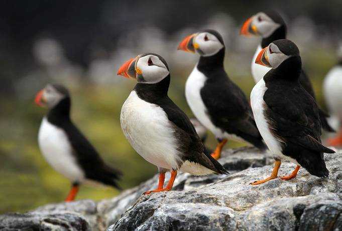 Puffins