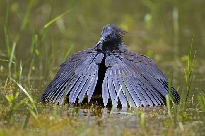 Black Heron shutterstock_224095270.jpg