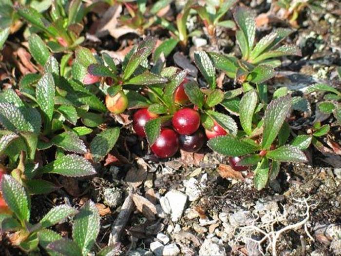 Arctostaphylos alpinus - Alpine Bearberry (Paul Harmes)