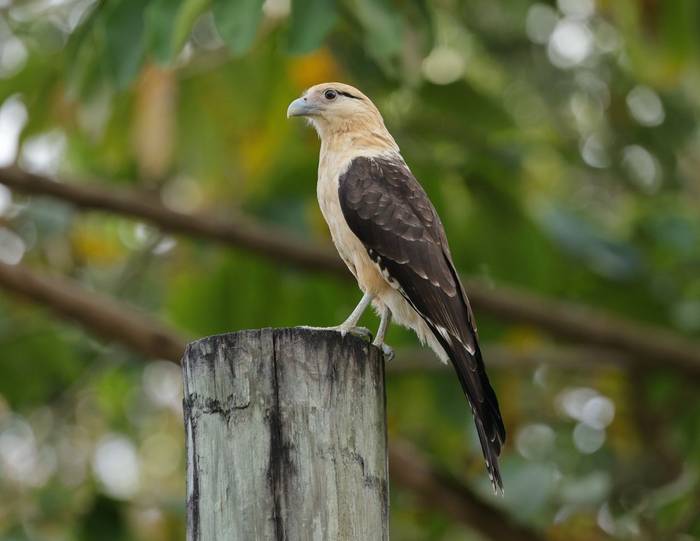 Yellow-headed Caracara, Tobago roadside © John Moseley