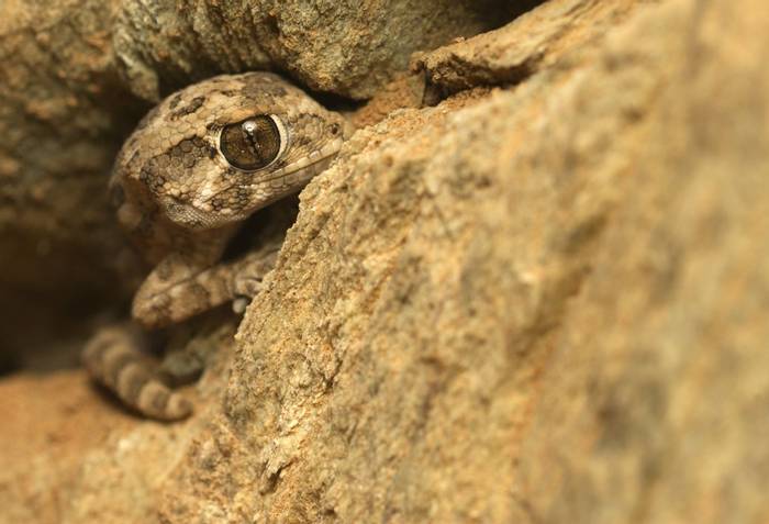 Helmethead Gecko (Tarentola chazaliae) © Josh Phangurha, September 2023