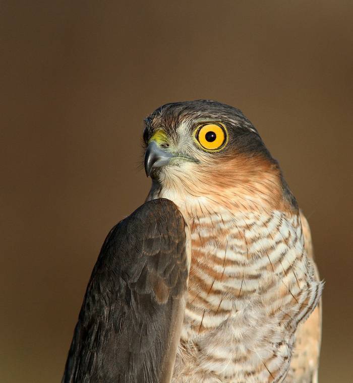 Sparrowhawk (Neil McMahon).jpg