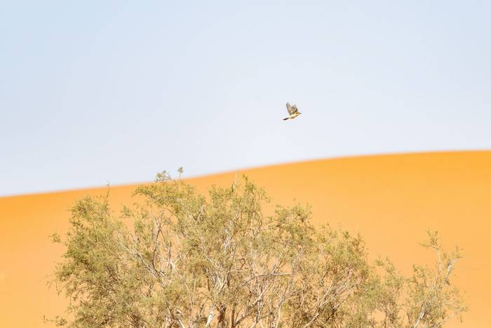 Woodchat Shrike © Adam Court, March 2026 tour