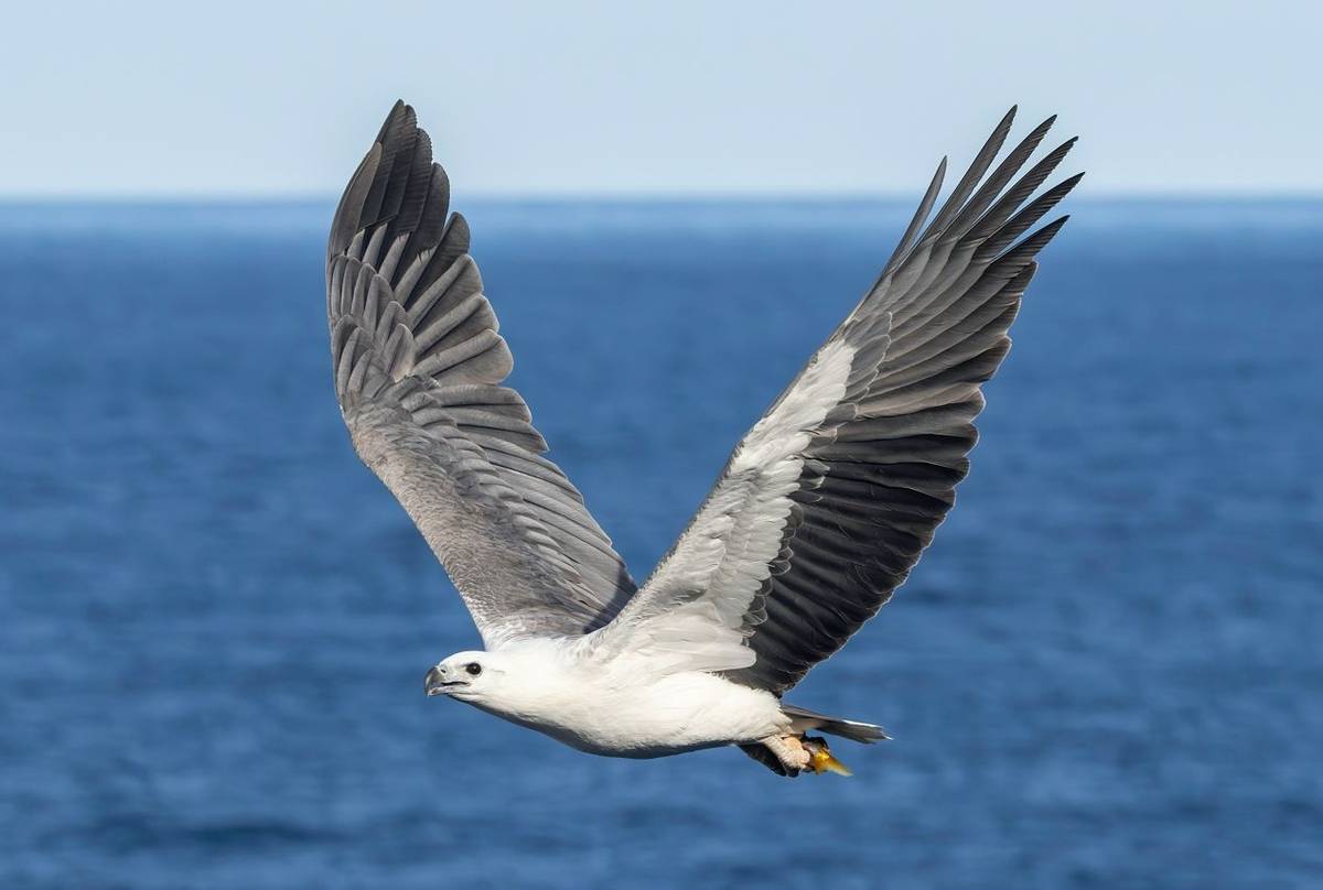 Australian White-bellied Sea Eagle
