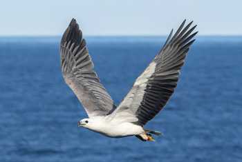 Australian White-bellied Sea Eagle