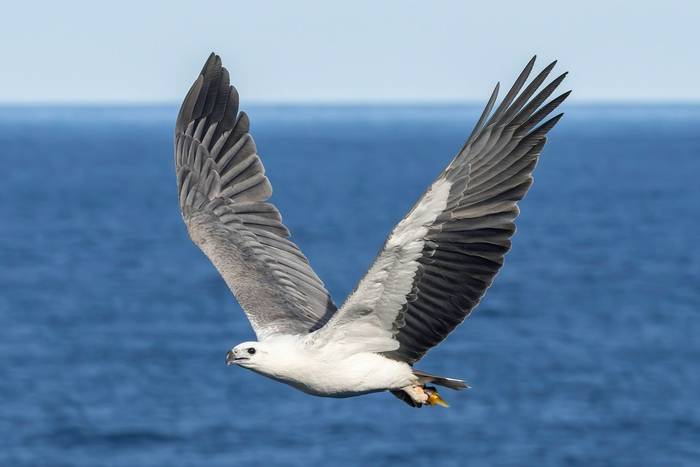 Australian White-bellied Sea Eagle