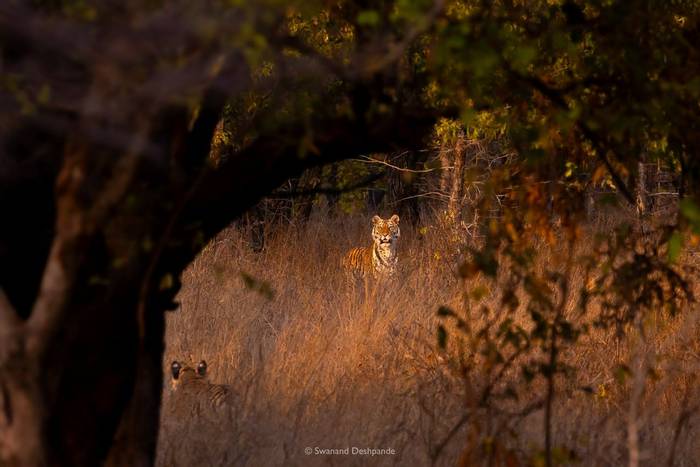 Tiger © Swanand Deshpande