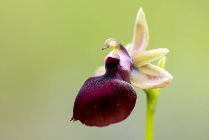 Helen's Bee Orchid (Ophrys helenae), Albania