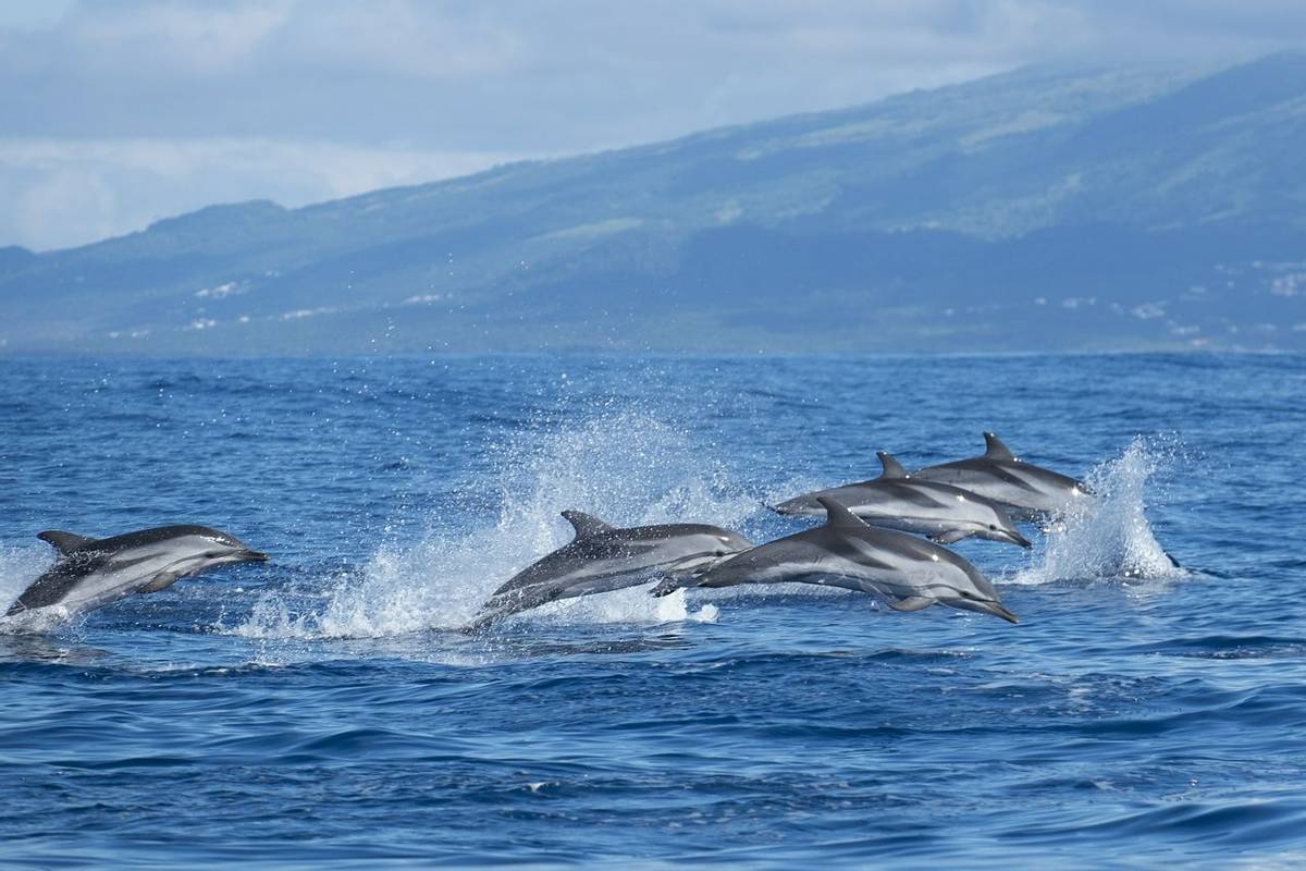 Atlantic Striped Dolphins, Azores Shutterstock 669371284