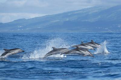 The Azores – a hidden Atlantic gem with the best whale-watching in Europe 