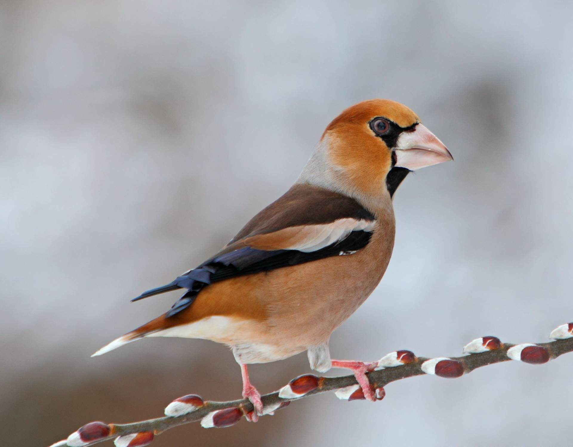 Hawfinch Image