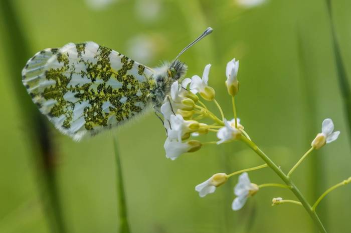 Green Veined White Butterfly (Judith Rolfe)
