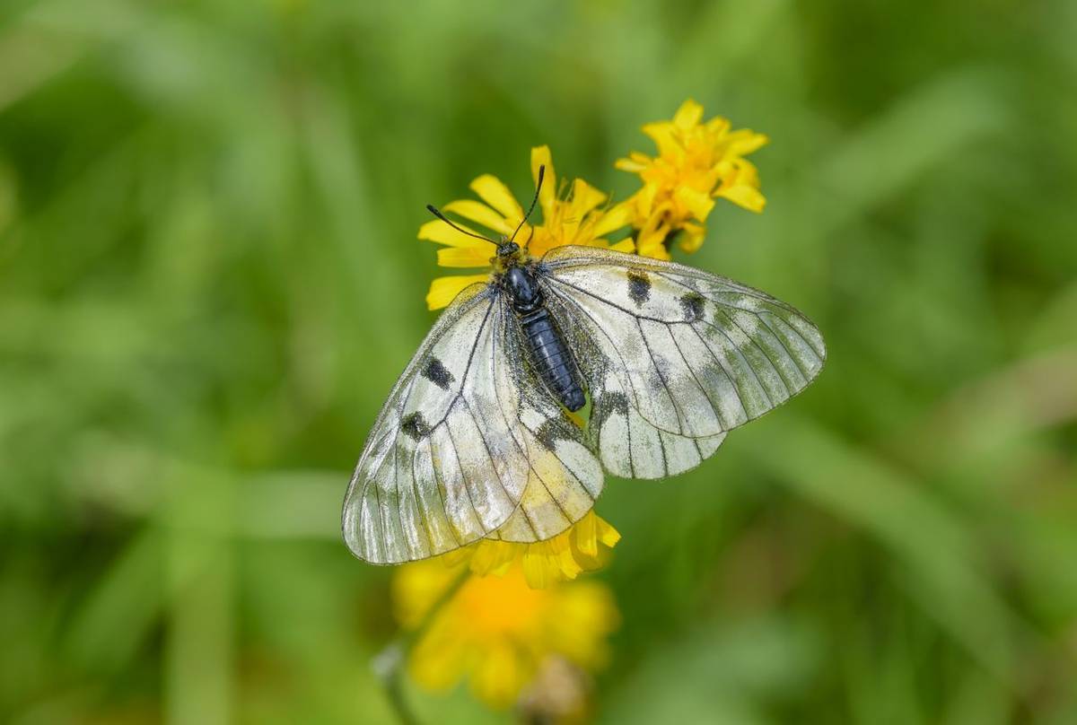 Clouded Apollo Shutterstock 245340034