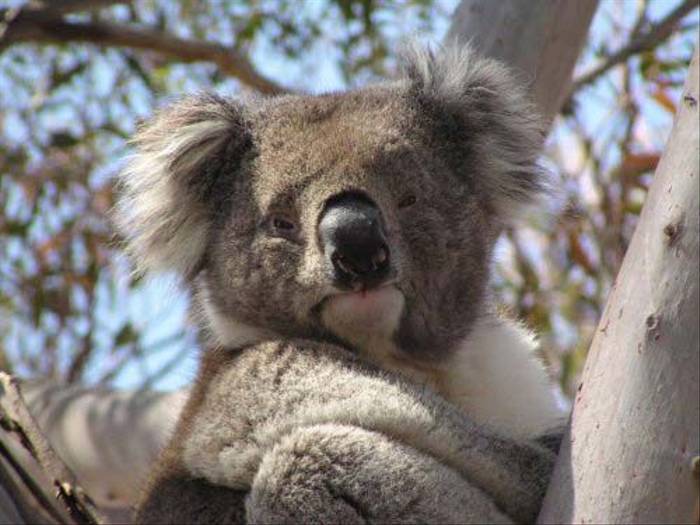 Koala (Janine Duffy)