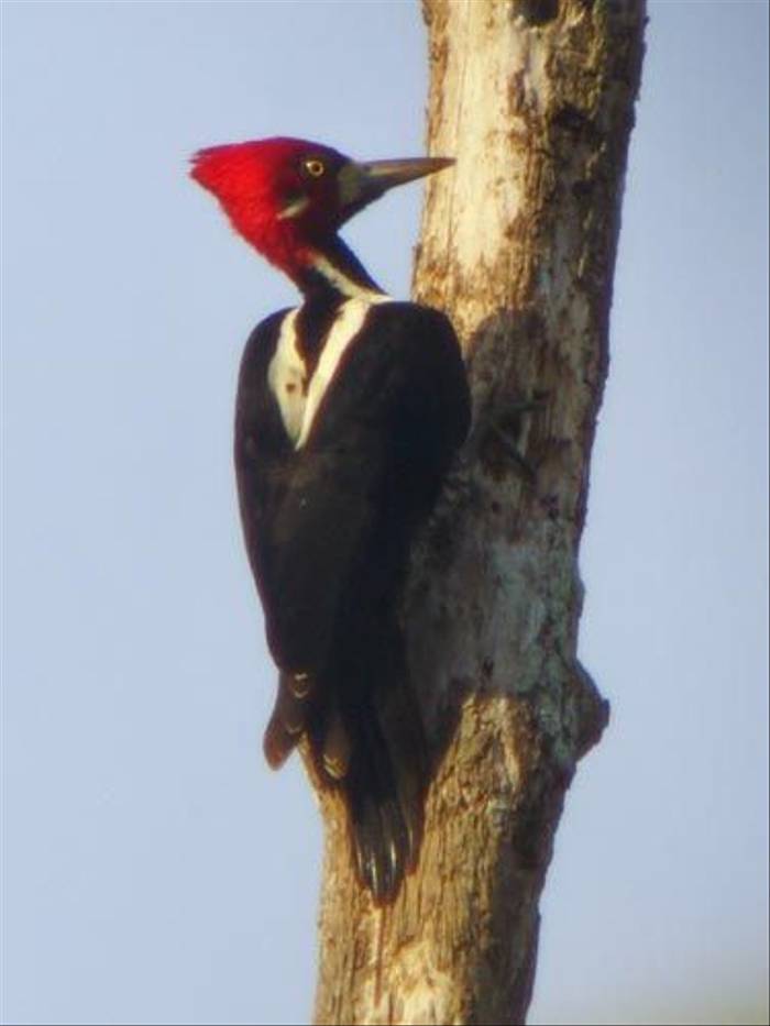 Crimson-crested Woodpecker (Wendy Hoosen)
