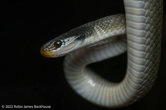 White-lipped Snake (Crotaphopheltis hotamboeia) © Robin James Backhouse