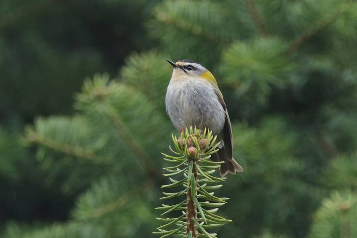 Firecrest © Dave Jackson, April 2024 tour