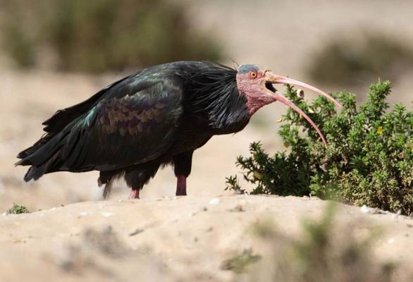 Bald Ibis © Chris Griffin, September 2022