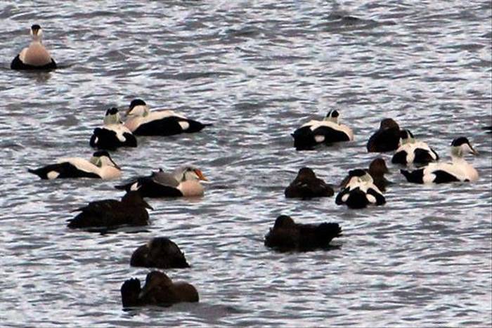 King Eider with Common Eiders (Peter Dunn)