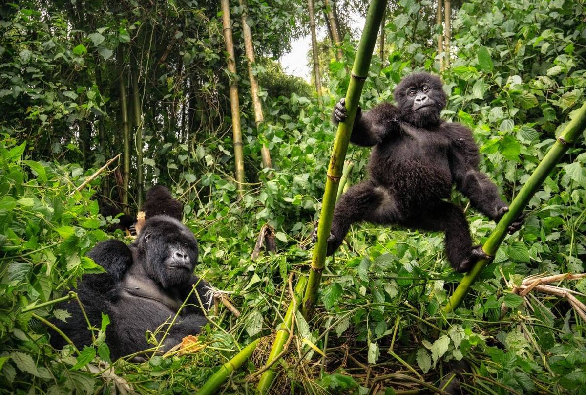 Mountain Gorillas, Uganda shutterstock_1221470674.jpg