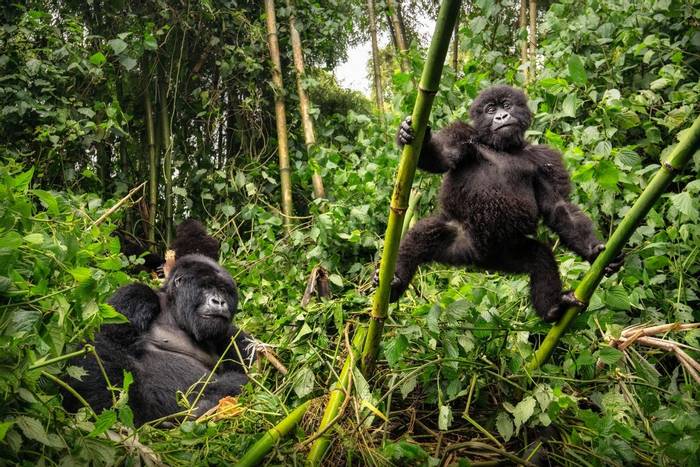 Mountain Gorillas, Uganda shutterstock_1221470674.jpg