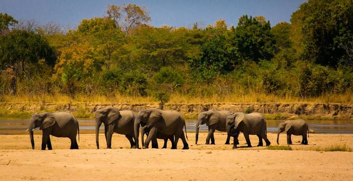 Elephants in South Luangwa Park, Zambia shutterstock_210865225.jpg