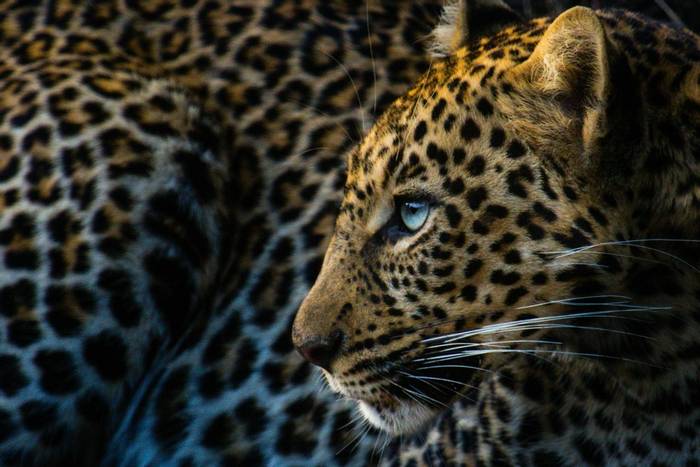 Leopard (John Haskew).jpg