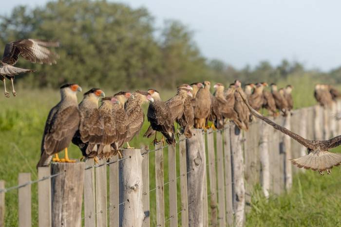 Crested Caracaras © James Warren, May 2026.jpg