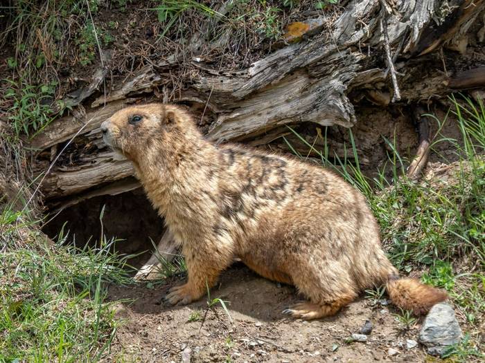 Grey Marmot © Machiel Valkenburg, June 2025