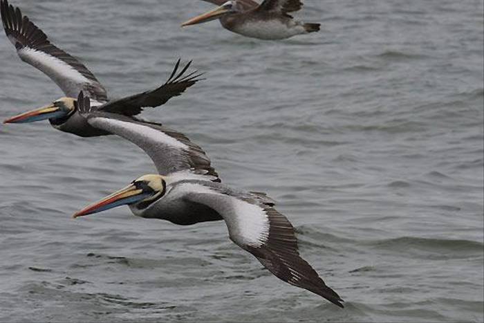 Peruvian Pelican, Palominos Islands (David Allison)
