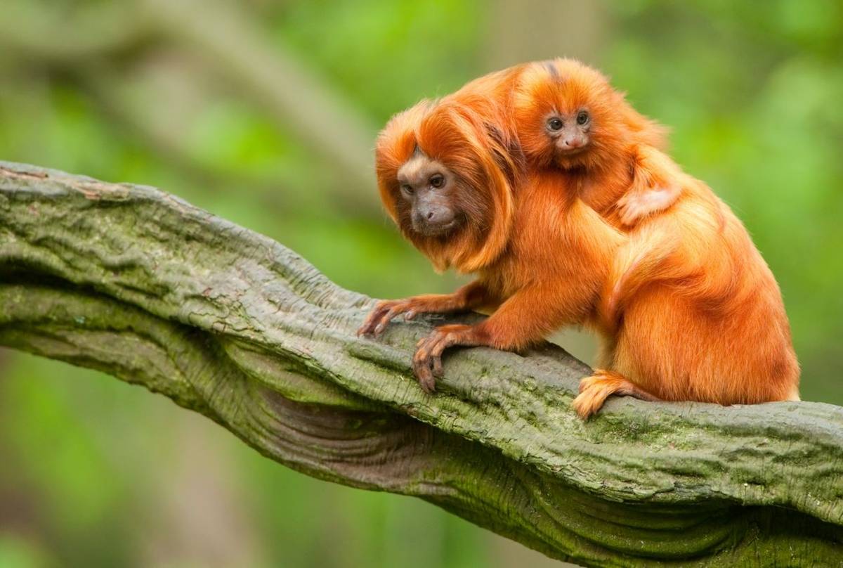 Golden Lion Tamarin Shutterstock 63989422