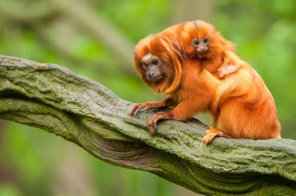 Golden Lion Tamarin Shutterstock 63989422